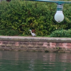 Ardea cinerea