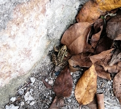 Lithobates neovolcanicus