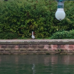 Ardea cinerea