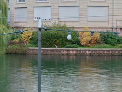 Ardea cinerea