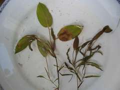 Potamogeton gramineus