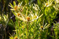 Leucadendron xanthoconus