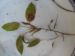 Potamogeton gramineus