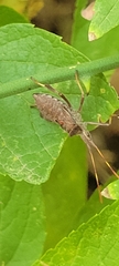 Leptoglossus oppositus