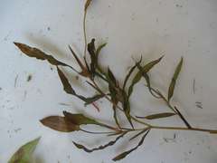 Potamogeton gramineus