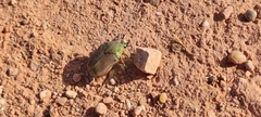 Cotinis mutabilis