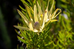 Leucadendron xanthoconus