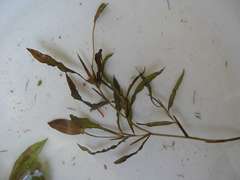 Potamogeton gramineus