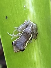 Osteopilus septentrionalis