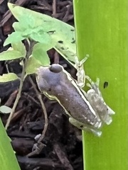 Osteopilus septentrionalis