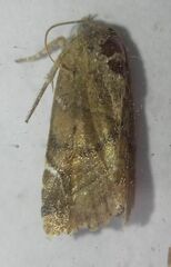 Cosmia affinis