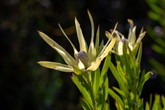 Leucadendron xanthoconus