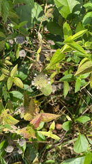 Pycnanthemum muticum