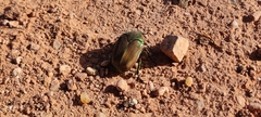 Cotinis mutabilis