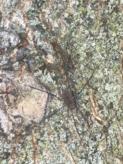 Leiobunum aldrichi