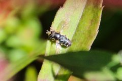 Paragus
