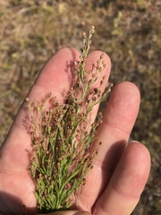 Lechea intermedia intermedia