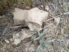 Astragalus mollissimus