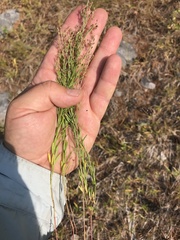 Lechea intermedia intermedia