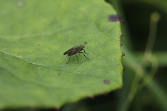 Pherbellia cinerella