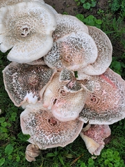 Lentinus tigrinus