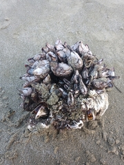 Pollicipes polymerus