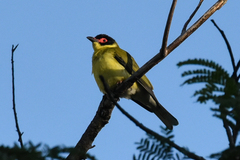 Sphecotheres vieilloti