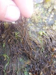 Melanosiphon intestinalis