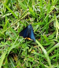 Chalypyge chalybea chalybea