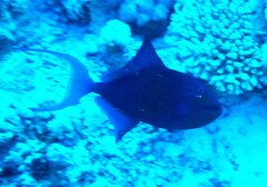 Odonus niger