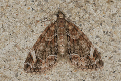 Microdes diplodonta