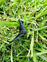 Chalypyge chalybea chalybea