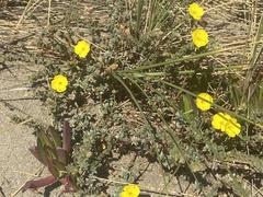 Camissoniopsis cheiranthifolia