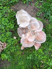 Lentinus tigrinus