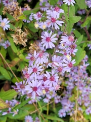 Symphyotrichum cordifolium