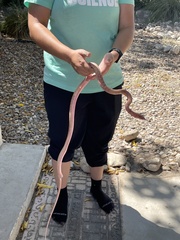 Masticophis flagellum testaceus