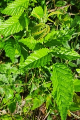 Rubus pinnatus