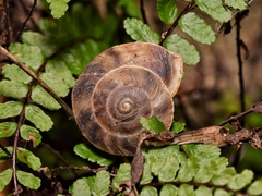 Helicigona lapicida