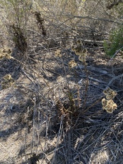 Pseudognaphalium californicum