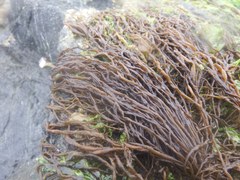 Melanosiphon intestinalis