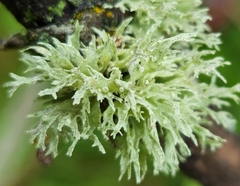 Ramalina americana