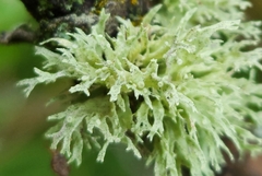 Ramalina americana
