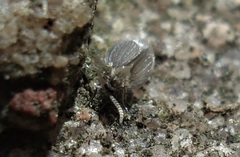 Psychoda grisescens