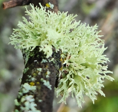 Ramalina americana