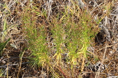 Lechea intermedia intermedia