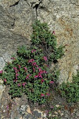 Penstemon newberryi