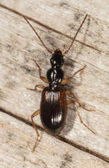 Oxypselaphus pusillus