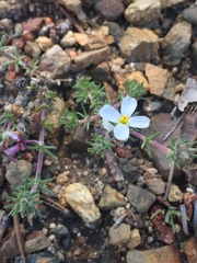 Leptosiphon melingii