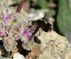 Bombyliini