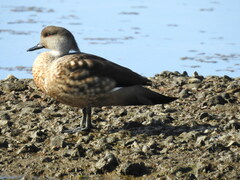 Lophonetta specularioides